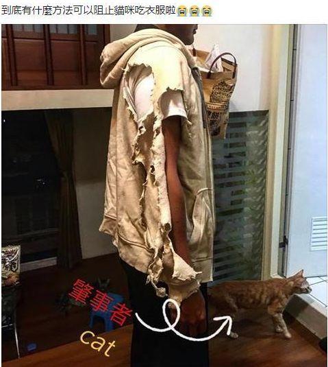 猫咪不习惯吃的表现,猫咪不为人知的用途