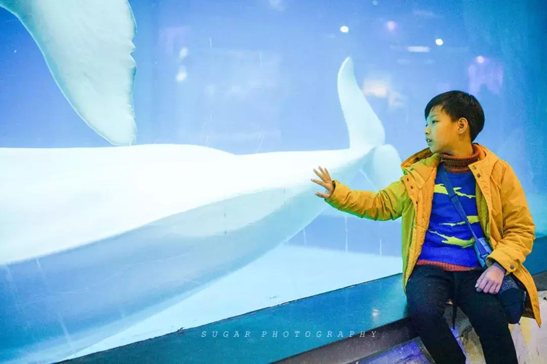 「亲子游」与万千海洋动物一起，夜宿探索极地海洋之美