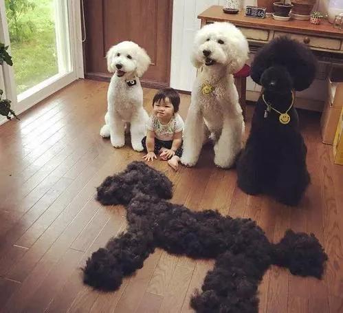 哪些狗狗适合新手养小型犬,最适合新手养的狗狗