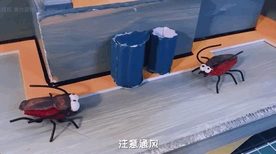 如何灭绝室内蟑螂虫卵,消除老房子蟑螂的方法