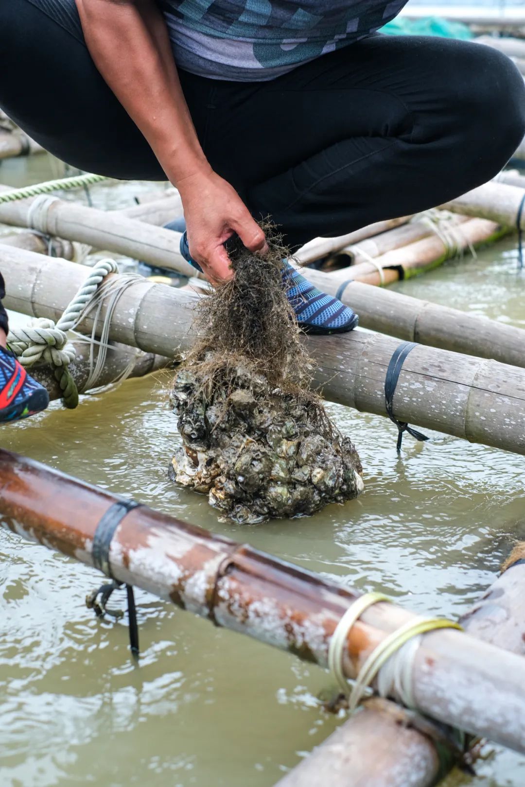 中国蚝哪里好吃,吃蚝必选之地