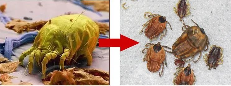 珀婷pertine除螨仪,珀婷除螨喷雾剂测评