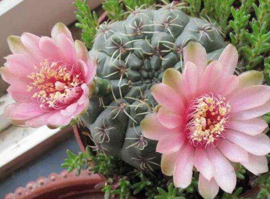 148个仙人球品种大全,100个仙人球品种