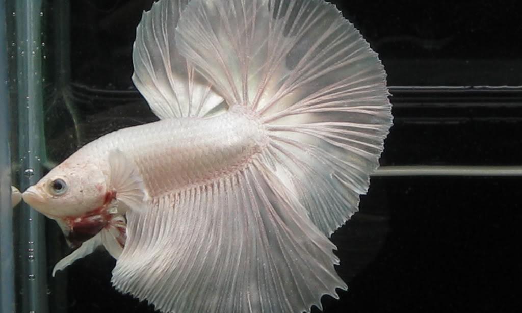 养斗鱼的十大奇葩要求,零基础养斗鱼小知识