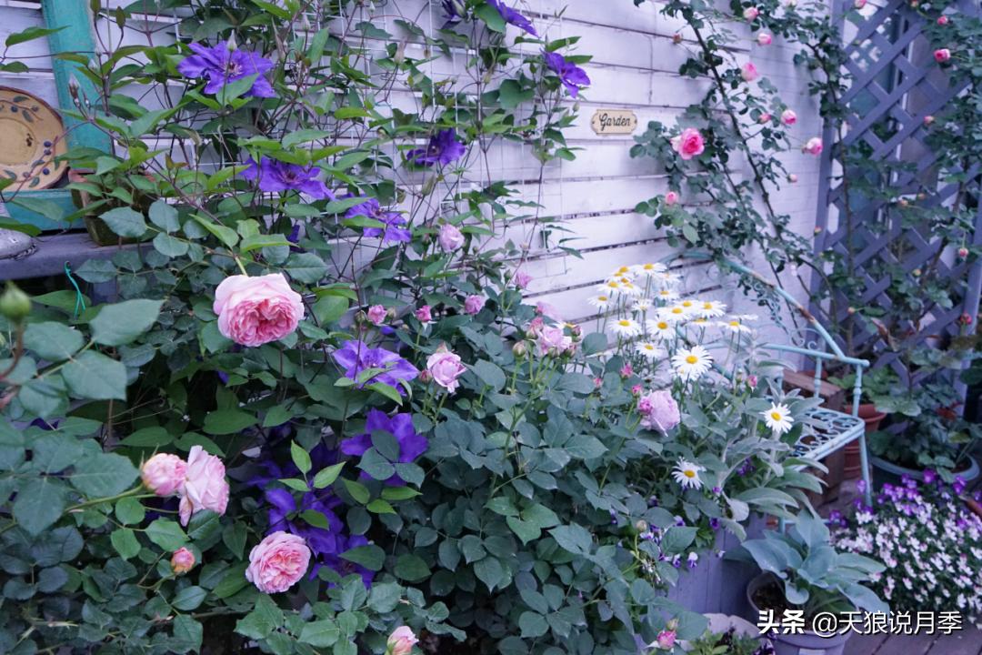 如何打造四季开花的花园,如何打造四季都有花的花园