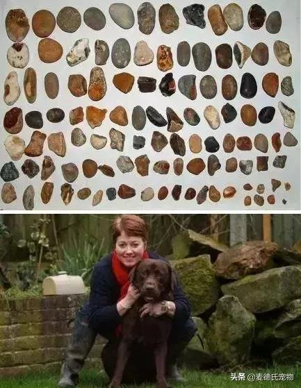 英斗不爱动正常吗,英斗懒得不想出门