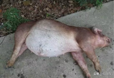 猪肚子胀气最快的解决办法,育肥猪肚子胀气死了什么原因
