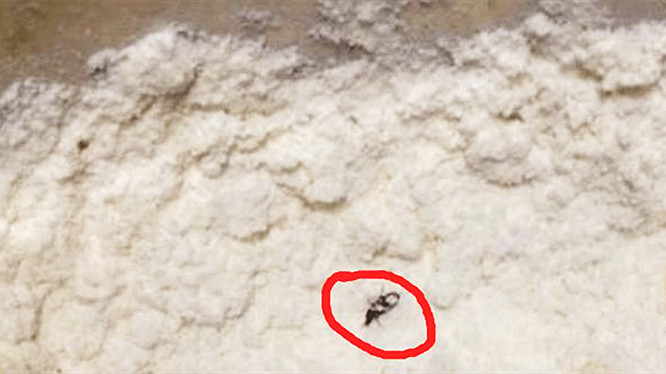 米面怎么保存不容易生虫子,米面生小虫怎么办