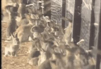 澳洲兔子为什么这么厉害,澳洲兔子是怎么泛滥的