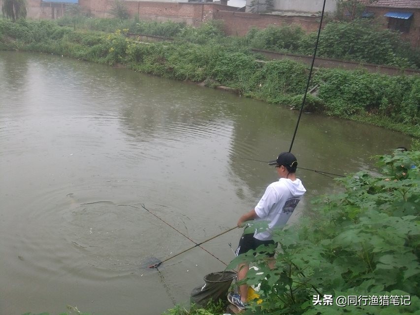 黑坑鲤鱼如何抓鱼不挣扎,黑坑鲤鱼调几目顿口最明显