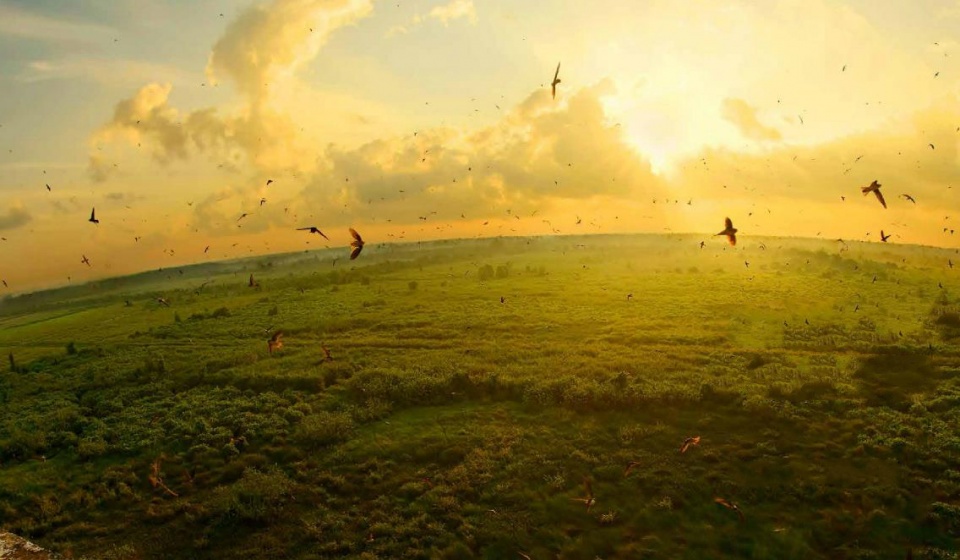 印尼燕窝和马来燕窝哪个好,印尼燕窝全球占比