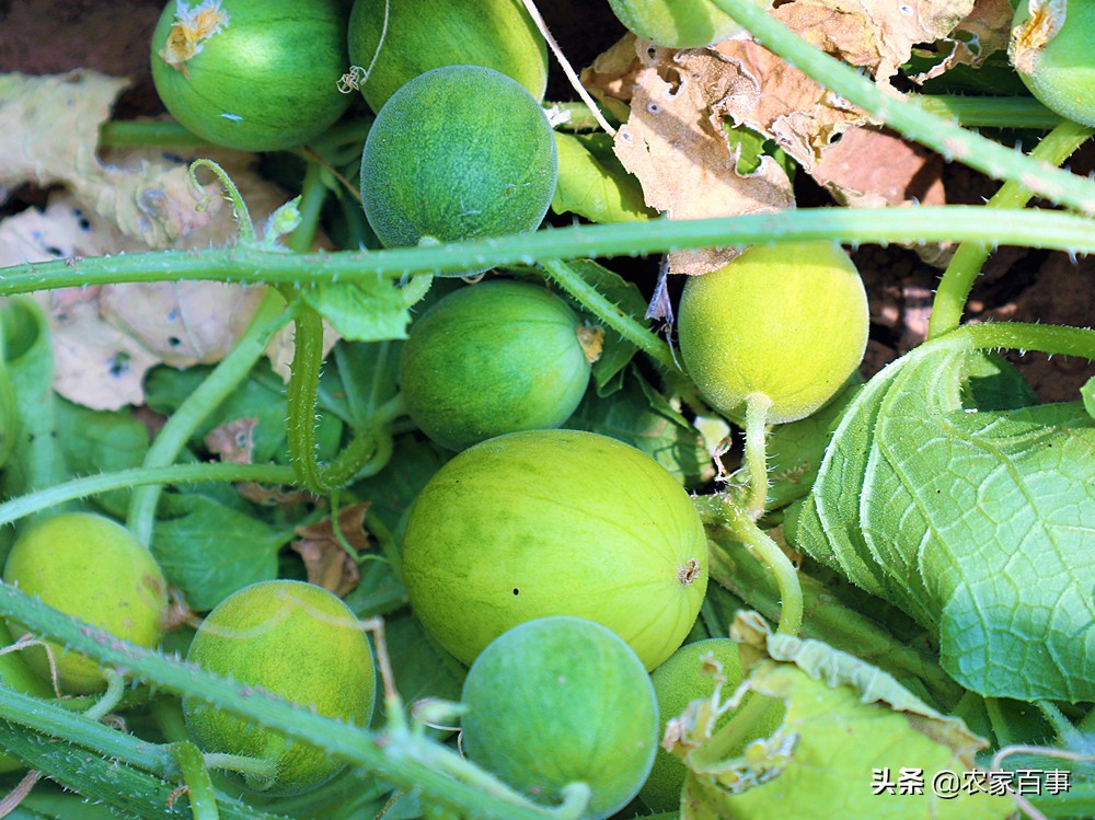 农村的小屎瓜是什么,农村常见屎瓜来历