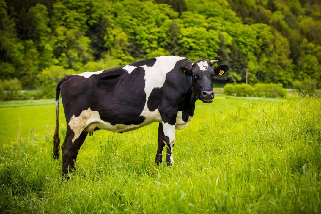 中产阶级的饮食,中产喝什么奶