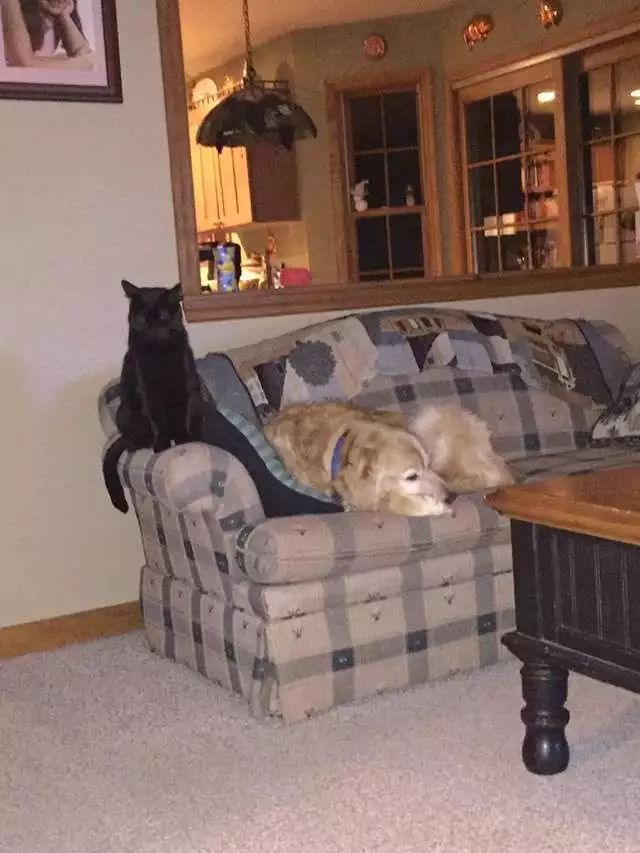 金毛犬去世猫咪舍不得它走,黑猫死后狗子伤心