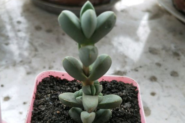 鹿角海棠叶子皱巴巴怎么办,鹿角海棠叶子皱了