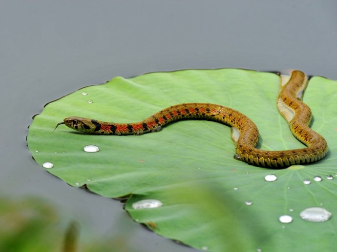 有毒蛇的地方长什么草,有毒蛇和无毒蛇咬的伤口区别