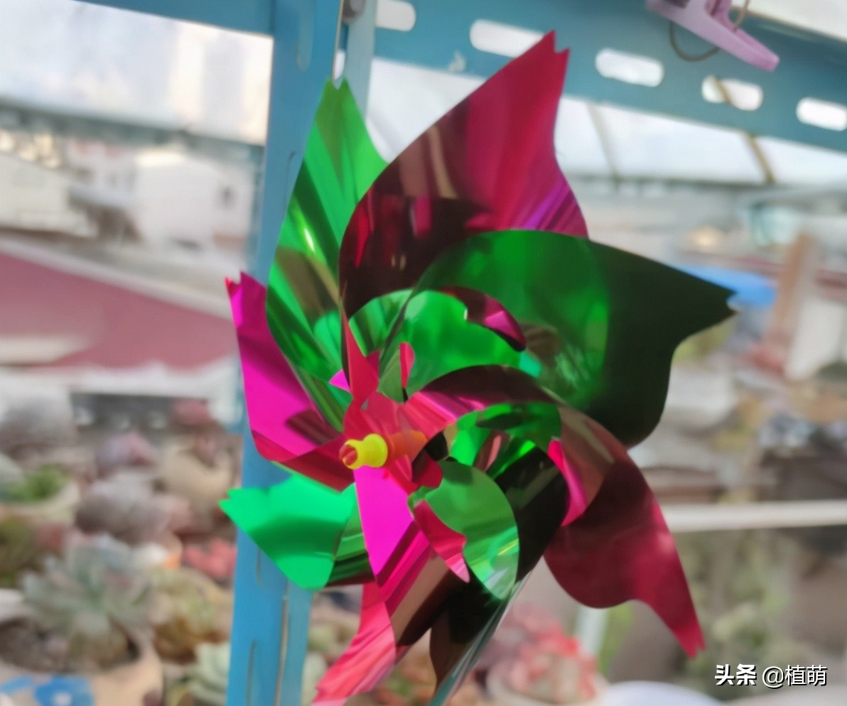 多肉遭虫害,多肉被鸟儿吃了怎么办