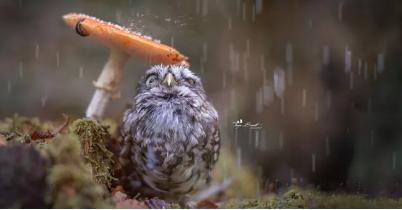 GETOUT！没完没了的霉菌