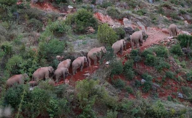 15头大象一路北迁原因,大象迁徙17头为何还剩15头