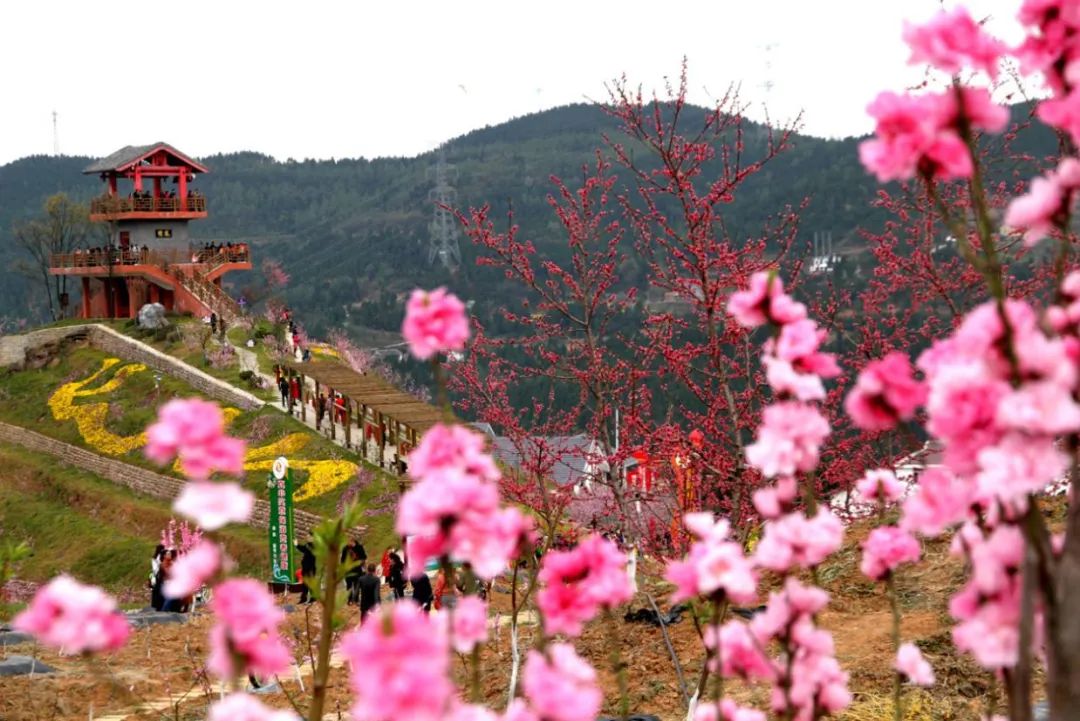 阳春3月桃花与油菜花交相辉映,三月的油菜花和樱花好看吗