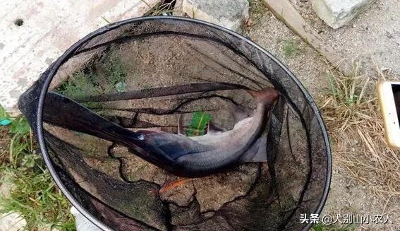 多地捕获！既是保护又是入侵鱼种，烫手的“长嘴怪鱼”如何处理？