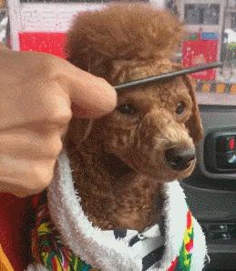 新娘开心的搞笑视频,搞笑gif开心一刻女司机上车