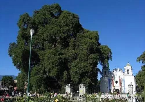 最新世界十大“怪”，最后一个太绝了！