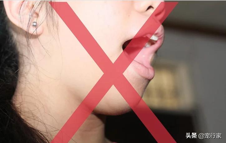 疫情期间多地禁止遛狗！狗在家不上厕所怎么办？无聊拆家怎么办？