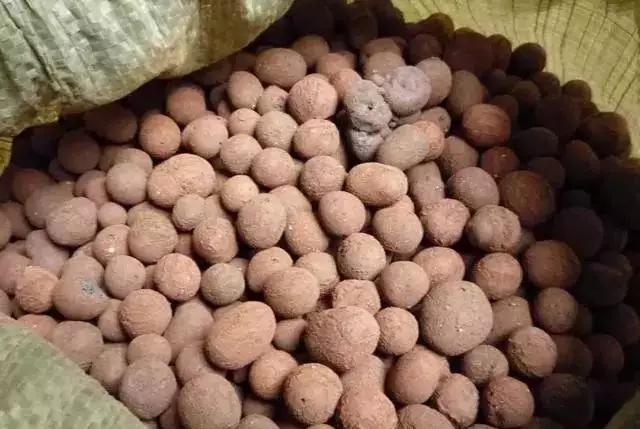 石斛兰用苔藓包着水培不烂根吗,石斛兰花烂根要怎么挽救