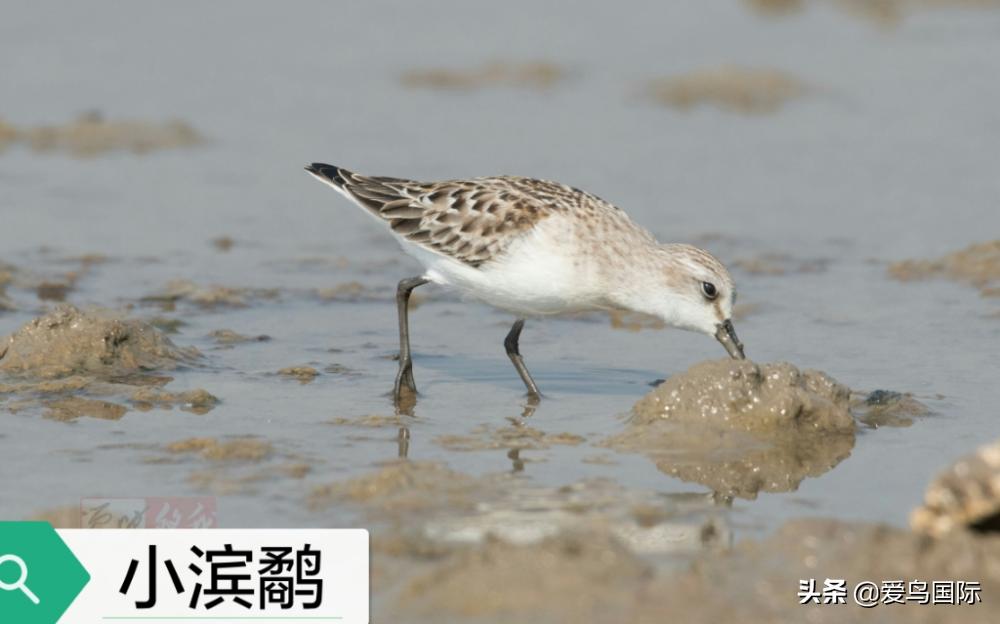 来认识一下滨鹬属的小伙伴们