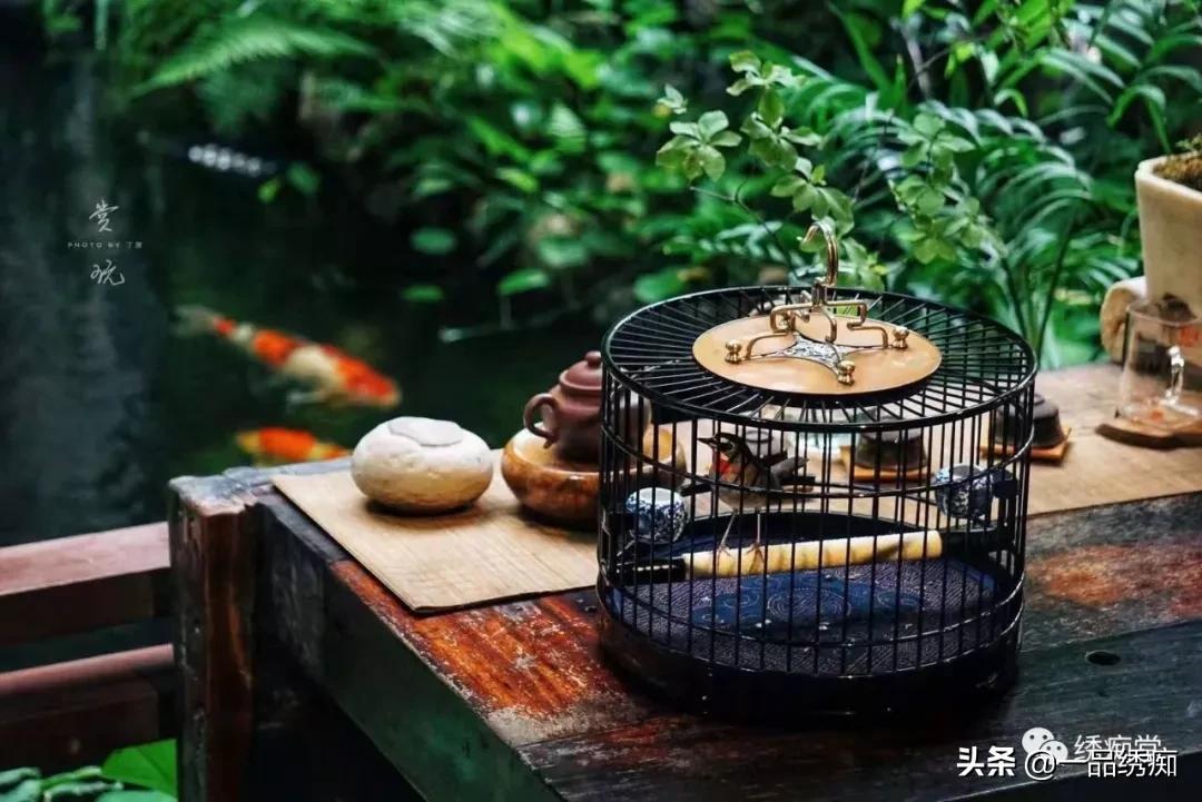 蓝点颏高手对新人的忠告,靛颏鸟新手教程