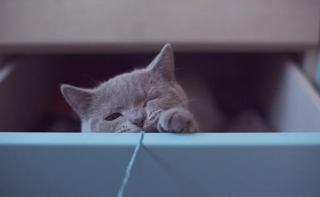 宠爱有家原创,宠爱有家小说