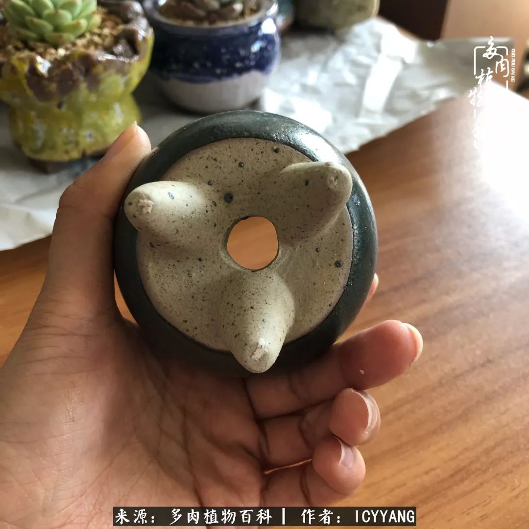 室内阳台多肉的养护方法,景天多肉养护