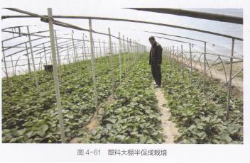 高产的高架草莓无土栽培技术,有机草莓的大棚种植与管理技术