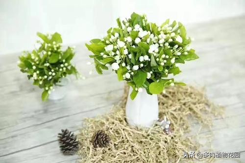 茉莉花养了没有多久就干枯，这样处理，花香四溢