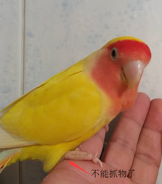 家庭养鸟的风水禁忌,手养鸟平时怎么饲养