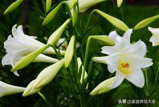 新手种花最怕什么,新手种植什么百合最好