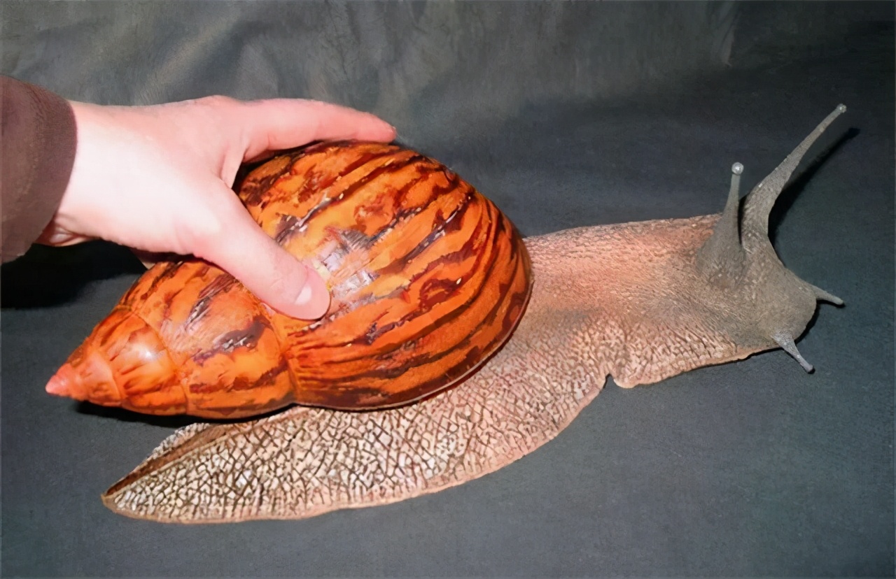 非洲大蜗牛足有2斤重，入侵我国多年，中国吃货为何不将它们消灭