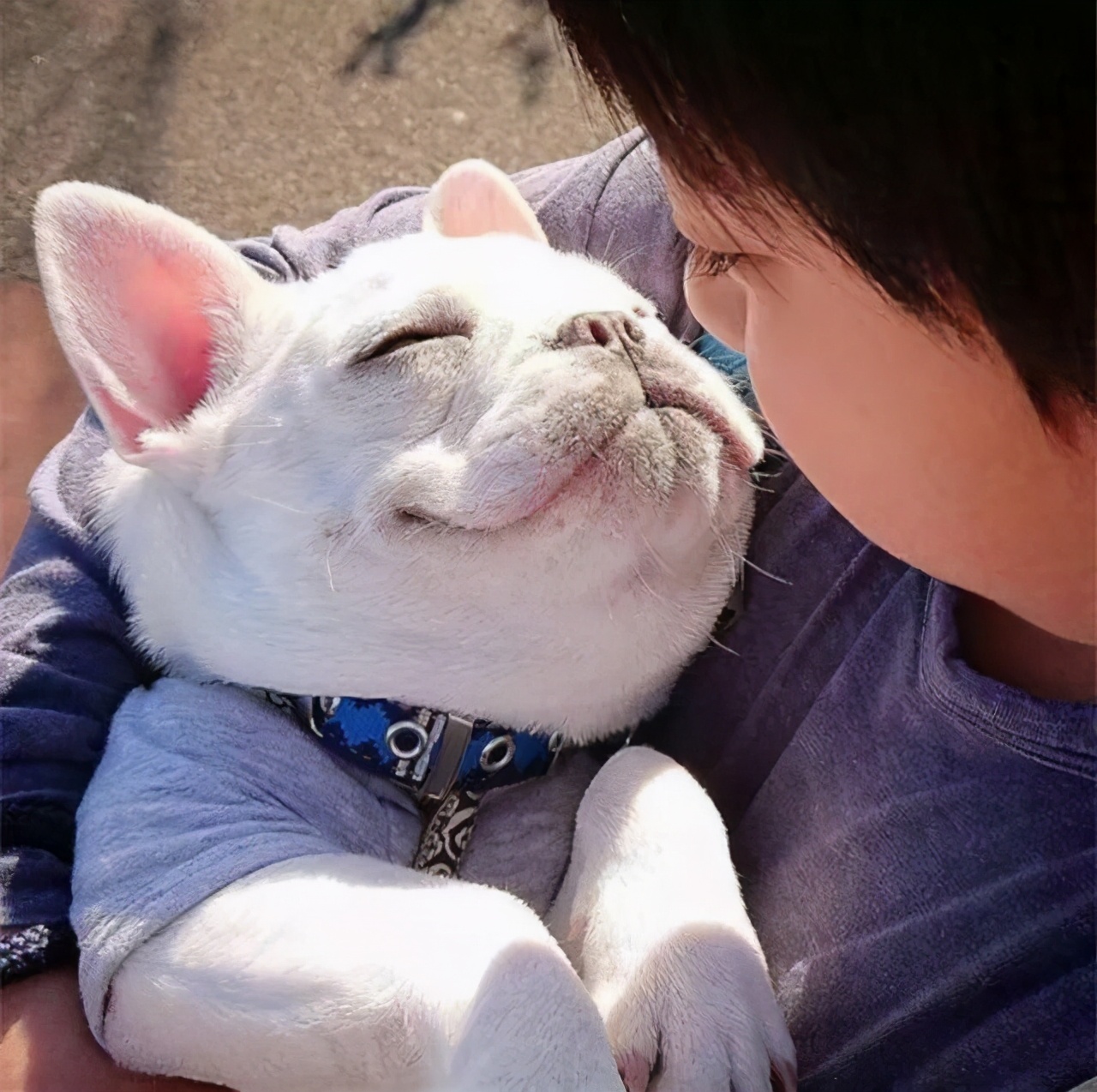 心眼坏的狗狗往往都有这7个特征,盘点那些聪明又温顺又好相处的狗