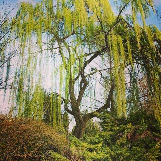 描写柳树的诗句名句,几句描写柳树的优美词句