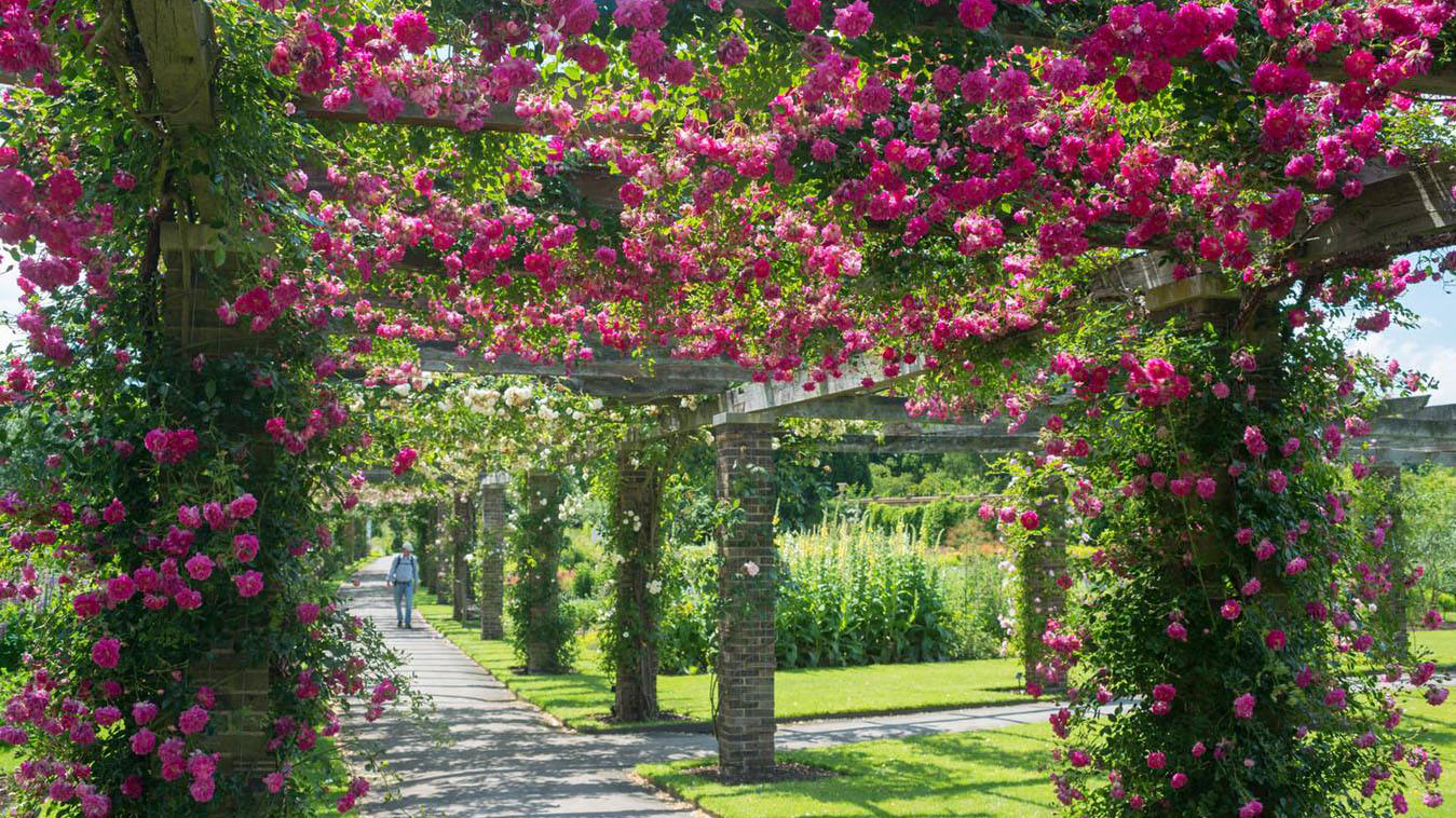 宿迁花木苗真的假的,宿迁为什么这么多假花木苗