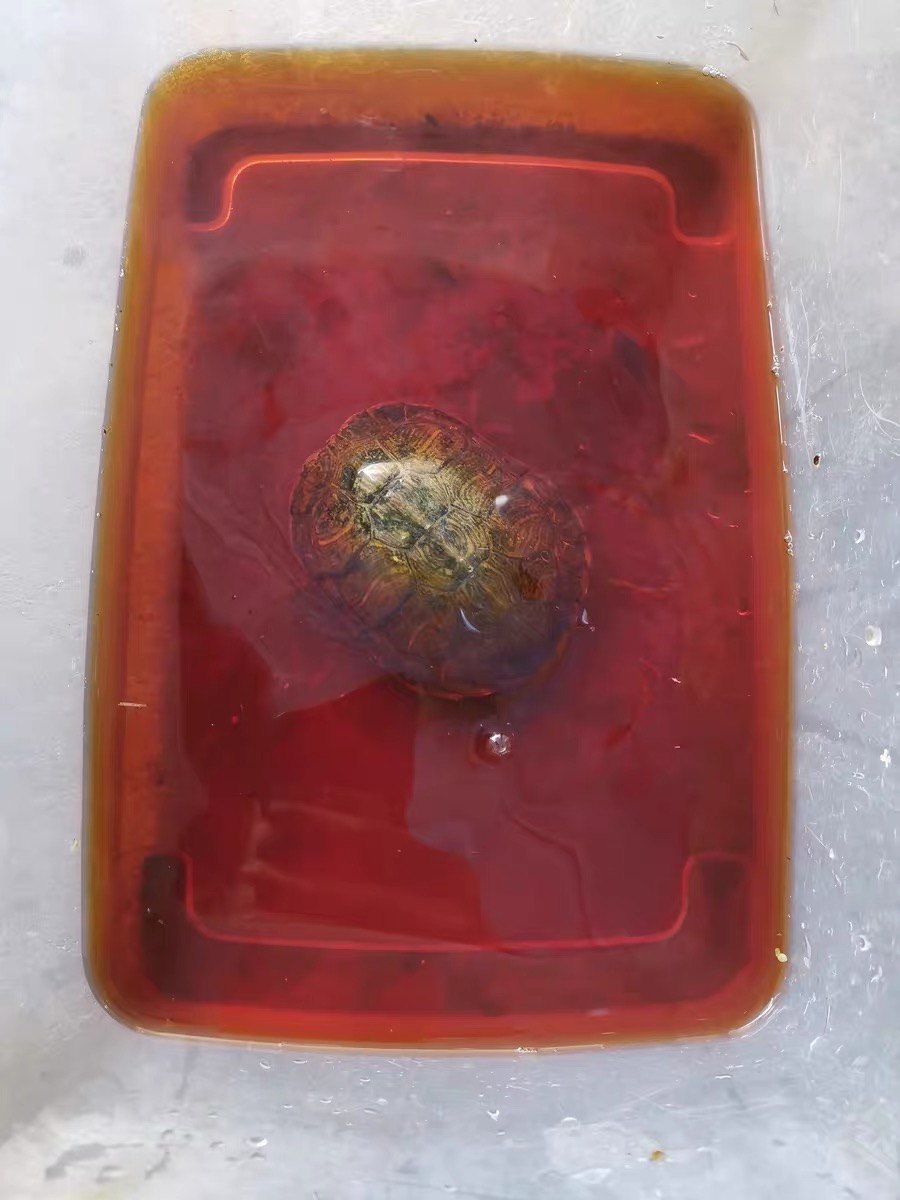 高锰酸钾给乌龟消毒浓度是多少,用高锰酸钾给小乌龟消毒要几分钟