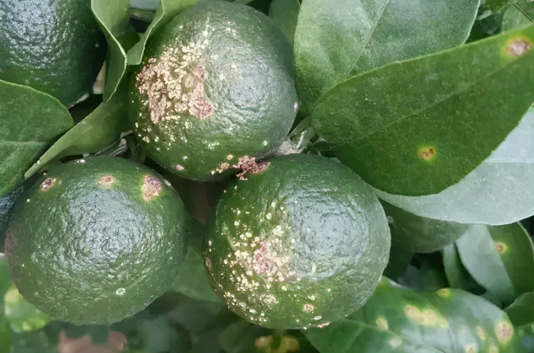 柑橘溃疡病有效防治新进展,柑橘溃疡病的防治方法