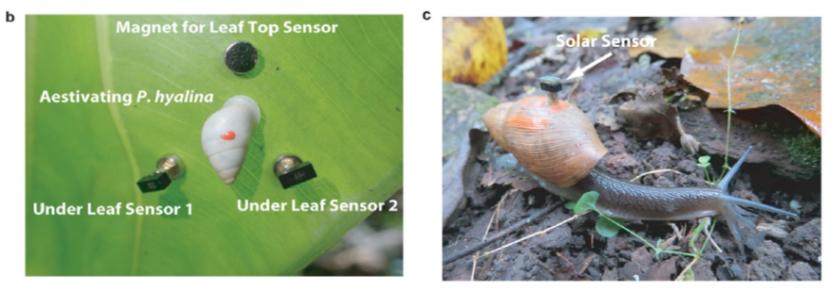 世界最小的微型脑,揭开蜗牛躲过“大*杀屠**”的可能原因