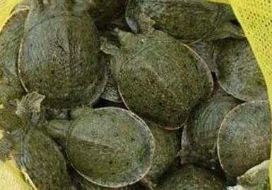 人工养殖的甲鱼怎样养活得时间长,人工饲养的甲鱼与野生甲鱼