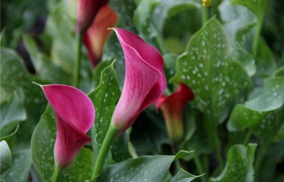 植物小叶马蹄莲,绿色植物马蹄莲