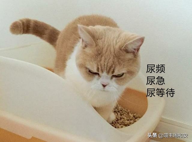 猫咪自发性膀胱炎怎么避免,为什么公猫容易自发性膀胱炎