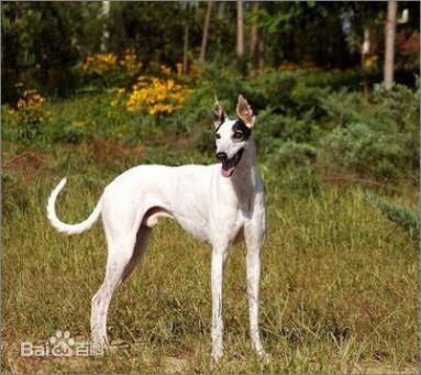 性格温顺的大型犬品种,宠物狗大型犬都有哪些品种