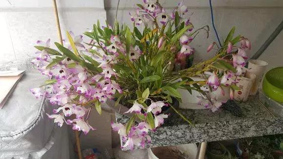 开花时间最长最香最好养的兰花,一年四季开花的兰花有几种