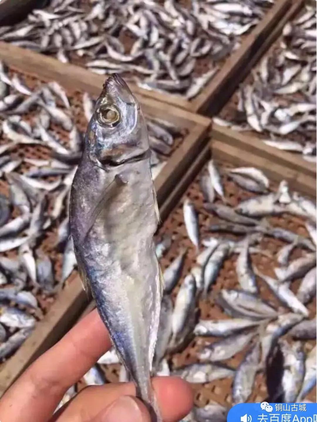 东山岛本地人去哪里吃巴浪鱼,福建东山巴浪鱼